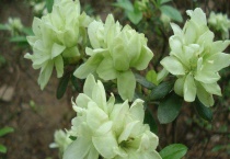 马银杜鹃怎么养