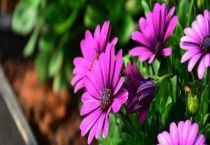 哪些健康花卉适合放在办公室里养殖 办公室养花有哪些禁忌