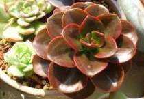 巧克力方砖怎么爆盆