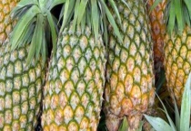 菠萝皮可不可以吃 菠萝皮有哪些其他用途