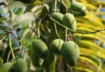 波萝蜜是热性还是凉性