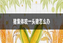 猪集体咬一头猪怎么办？