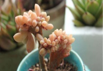 橙梦露多肉耐寒吗？