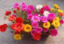 宿根太阳花与太阳花的区别？