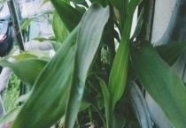 富贵竹根发黑怎么办？富贵竹根发黑的原因？