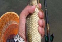 初春钓大鲫鱼绝招及注意事项 初春钓鲫鱼需要用腥饵