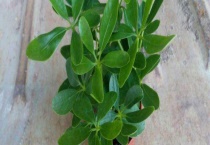 鹅掌柴有毒吗？