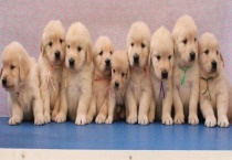 金毛与拉布拉多哪种更好 附饲养注意事项