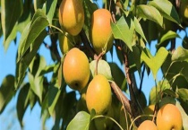 催熟南果梨的办法有哪些 南果梨有什么功效