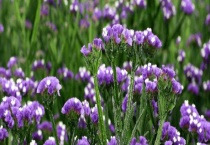 勿忘我冬天在北方能过冬吗？