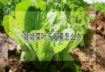 娃娃菜叶子发黄怎么办？