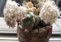 多肉为什么会长花剑