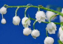 铃兰根部怎么修剪