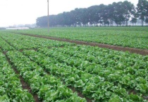 秋冬种什么菜合适