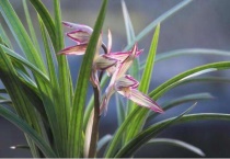 兰花叶子卷曲的原因？