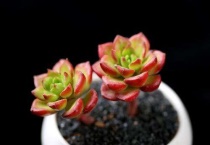 多肉植物怎么遮阳