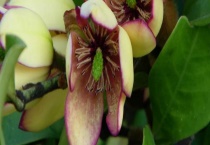 含笑花换盆掉叶怎么办？