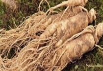 人参种子多少钱一斤？人参种子怎么催芽、播种以及移栽