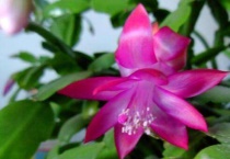 蟹爪莲开花期间应注意哪些事项