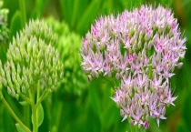 景天花有毒吗？