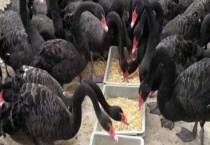 禽霍乱的防治措施 附临床症状