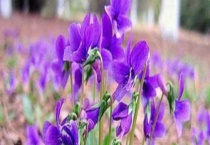 地丁种子价格及种植方法 附地丁的播种方法及苗期管理