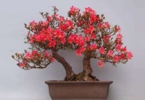 老桩映山红怎么判断已生根