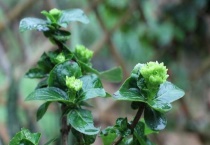 绣球花为什么只长叶子不开花