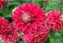 白露这个节气有什么植物