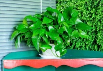 用什么浇绿萝长得茂盛