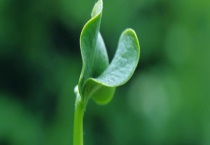 办公室植物叶子发黄怎么办 注意不要浇水过量