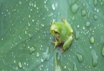 青蛙和田鸡的区别？ 详细介绍