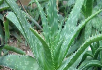 芦荟叶子干瘪怎么回事 附解决办法