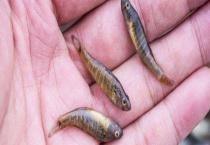 小鱼是如何过冬的 附养殖鱼类如何越冬