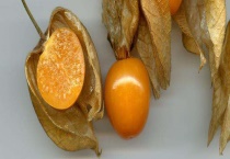 姑娘果多少钱一斤 附种植前景和功效作用