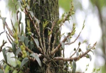 铁皮石斛多少钱一斤 影响其价格有哪些因素