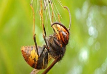 马蜂最简单的驱赶方法 注意事项有哪些？