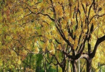 悬铃木修剪的多久？