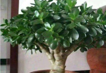 玉树烂根了如何挽救