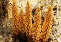 肉苁蓉和草苁蓉有什么不同 肉苁蓉有什么功效和作用