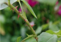 月季花有刺吗？