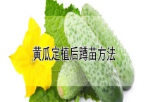 黄瓜定植后蹲苗多久？