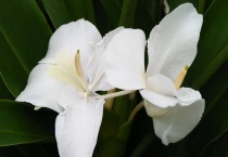 姜花开花后要怎么多久？