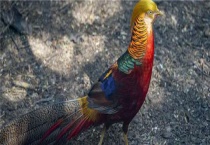 红腹锦鸡可以人工养殖吗？