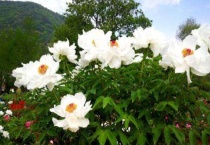 凤丹花是牡丹花吗？