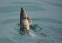 黑漂提竿不中鱼怎么办？黑漂提竿不中鱼的原因是什么？