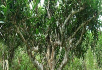 薄荷塘古树茶的产地 附具体介绍