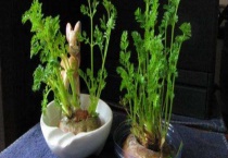 如何盆栽胡萝卜