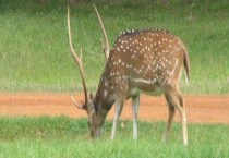 鹿是不是保护动物 鹿有哪些代表物种