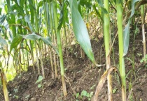玉米纹枯病防治多久？